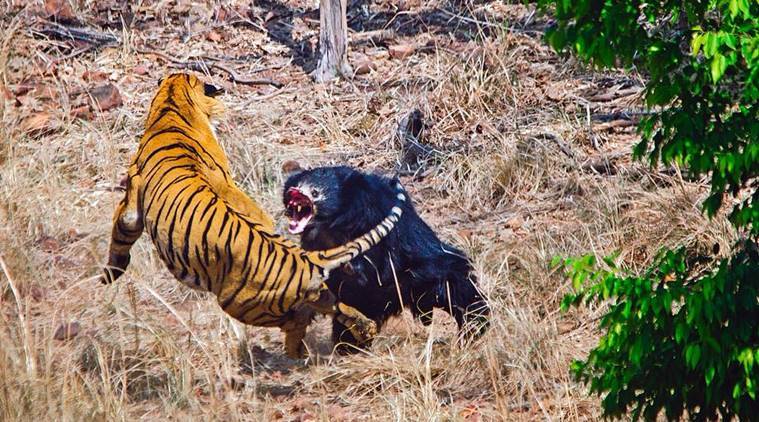 Grizzly vs tiger who wins