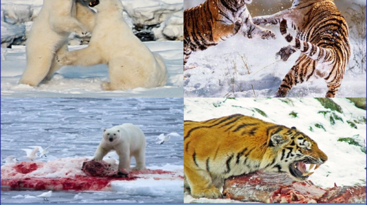 Tiger vs polar bear who will win